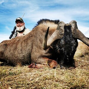 Black Wildebeest Eastern Cape South Africa