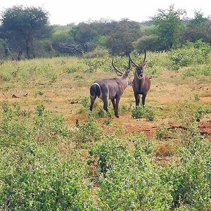 Waterbuck South Africa