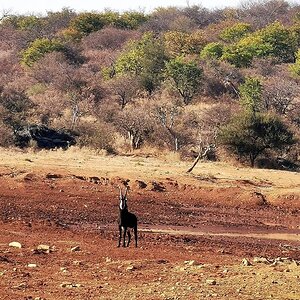 Sable South Africa