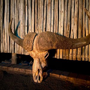 Buffalo Skull