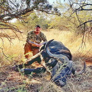 Cape Buffalo Hunt Free State South Africa