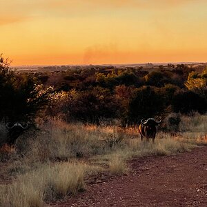 Buffalo Free State South Africa