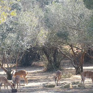 Nyala Free State South Africa