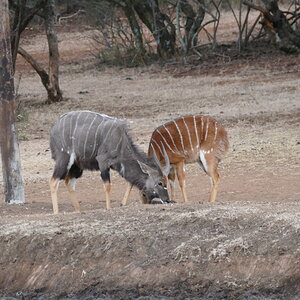 Nyala Free State South Africa