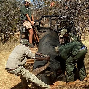 Hunting Buffalo South Africa