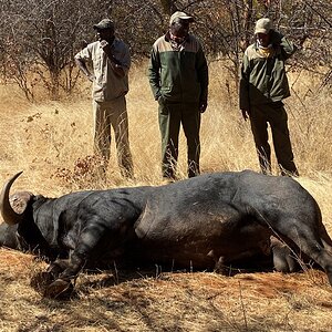 Buffalo Hunt South Africa