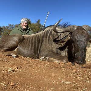 Blue Wildebeest Hunt South Africa