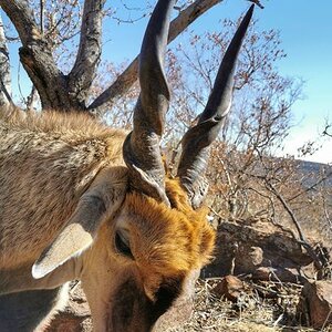 Eland Hunting