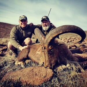 Barbary Sheep Hunt South Africa