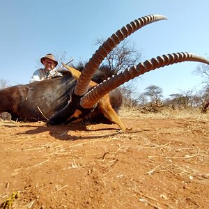 Sable Hunting Limpopo South Africa