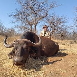 Buffalo Cow Hunting Limpopo South Africa