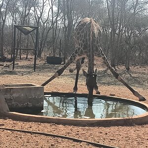 Giraffe At Water Hole Limpopo