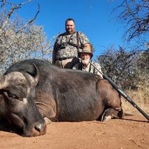 Buffalo Cow Hunting Limpopo South Africa