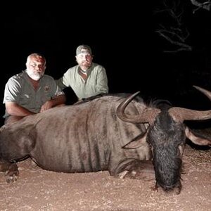 Blue Wildebeest Hunting Limpopo South Africa