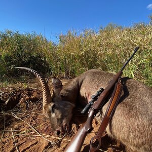 Waterbuck Hunt South Africa