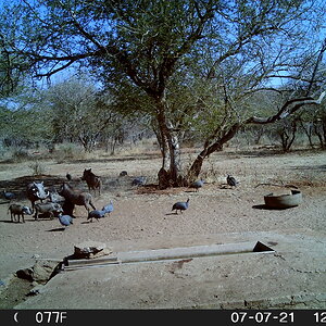 Warthog Trail Cam