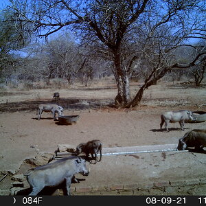 Warthog Trail Cam