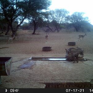 Warthog Trail Cam