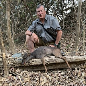 Blue Duiker Hunting Zambia