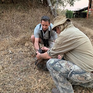 Blue Duiker Hunting Zambia