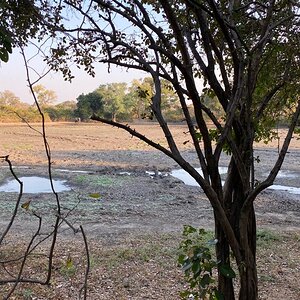 Elephant At Watering Hole Zimbabwe