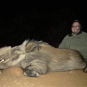 Bushpig Hunt Limpopo South Africa