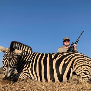 Zebra Hunt Limpopo South Africa