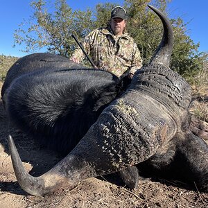 Buffalo Hunt Eastern Cape South Africa