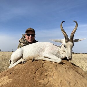 White Springbok Hunt South Africa