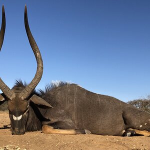 Nyala Hunt South Africa