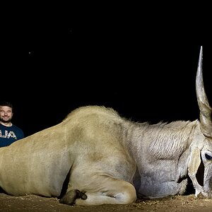 Eland Hunt South Africa