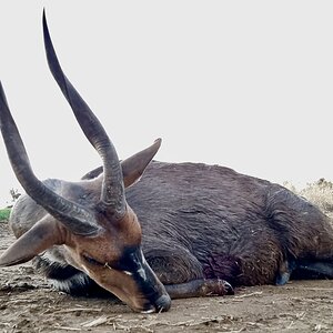 Nyala Hunt South Africa