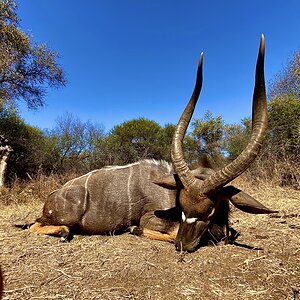 Nyala Hunt South Africa