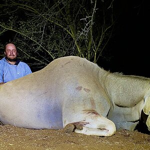 Eland Hunt South Africa