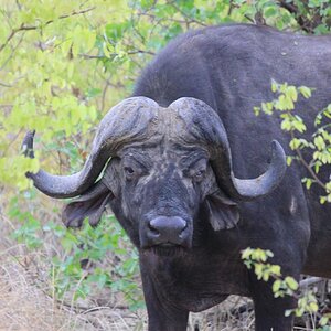 Cape Buffalo South Africa