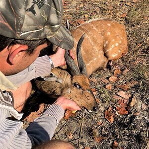 Chobe Bushbuck Hunt Zambia