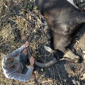 Sable Hunting Zambia