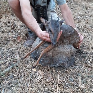 Blue Duiker Hunt Zambia