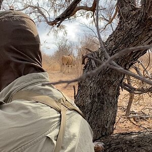 Eland Feeding In Bush