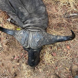 Buffalo Hunt Zimbabwe