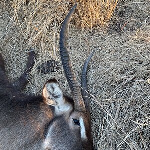 Waterbuck Hunting Limpopo South Africa