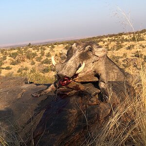 Warthog Hunting Namibia