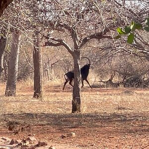 Sable bull at waterhole next to Tallyho Lodge