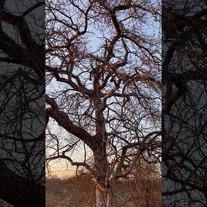 Rudi Nels climbing Marula tree