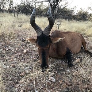 Red Hartebeest Hunt Namibia