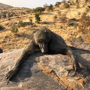 Baboon Hunt Namibia