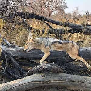 Jackal Hunt Namibia