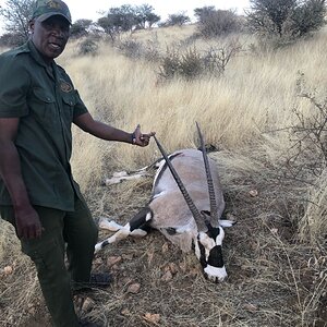 Gemsbok Hunt Namibia