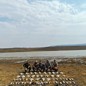 World's largest Goose, South Africa