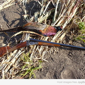 Pheasant Hunting